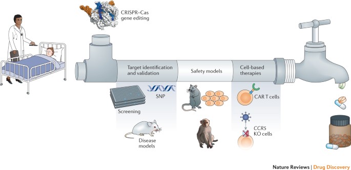 Cornerstones Of Crispr Cas In Drug Discovery And Therapy Nature Reviews Drug Discovery