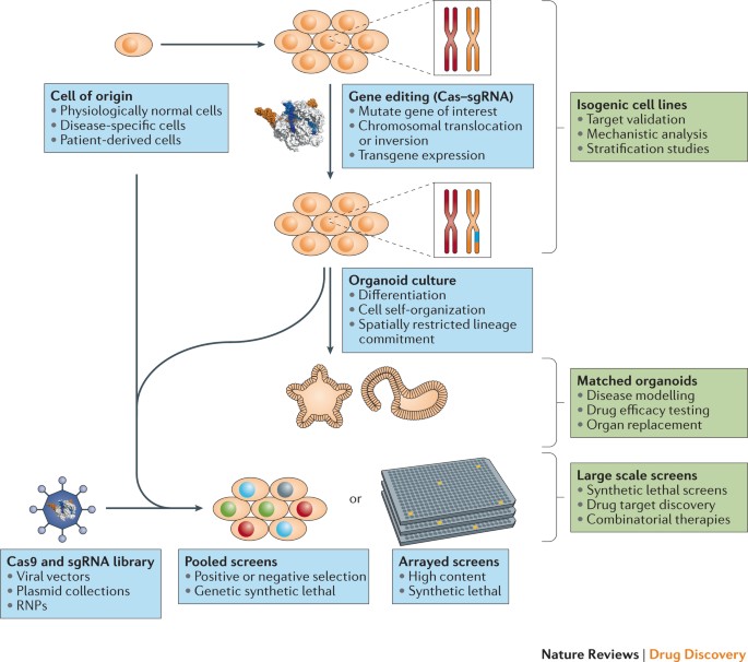 Cornerstones of CRISPR–Cas in drug discovery and therapy | Nature Reviews  Drug Discovery