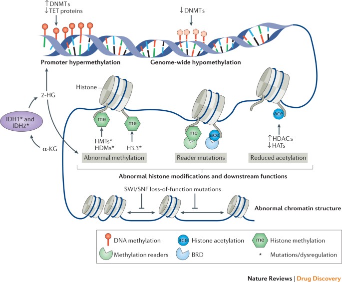 Marked For Death Targeting Epigenetic Changes In Cancer Nature Reviews Drug Discovery