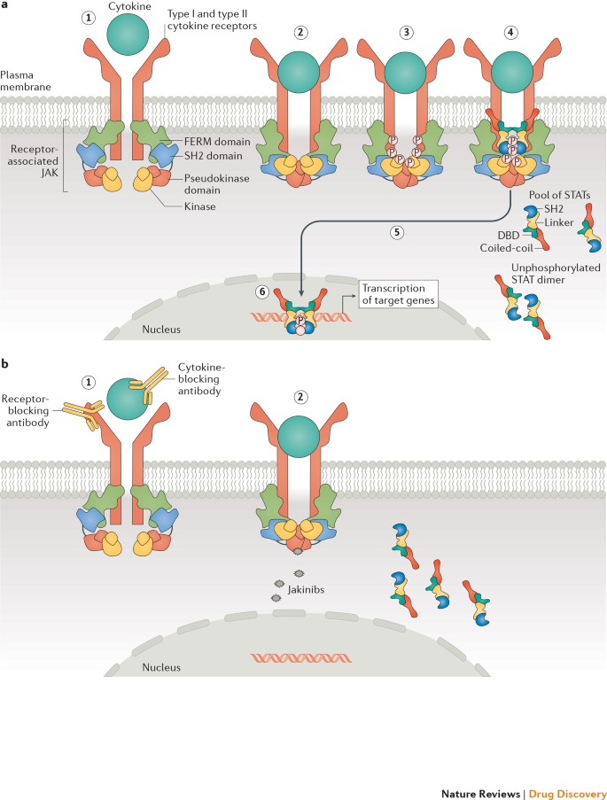 Jak Inhibition As A Therapeutic Strategy For Immune And Inflammatory Diseases Nature Reviews Drug Discovery