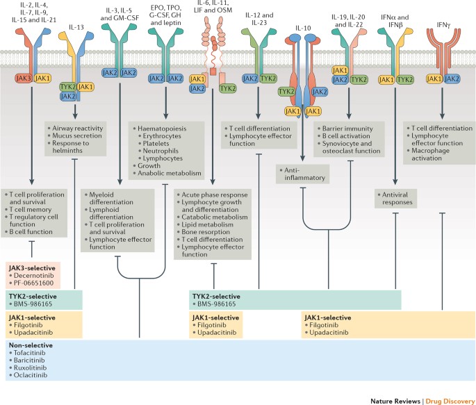 Jak Inhibition As A Therapeutic Strategy For Immune And Inflammatory Diseases Nature Reviews Drug Discovery