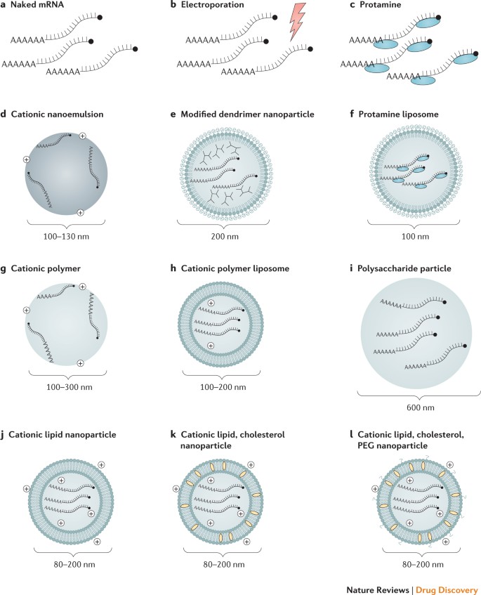 Mrna Vaccines A New Era In Vaccinology Nature Reviews Drug Discovery