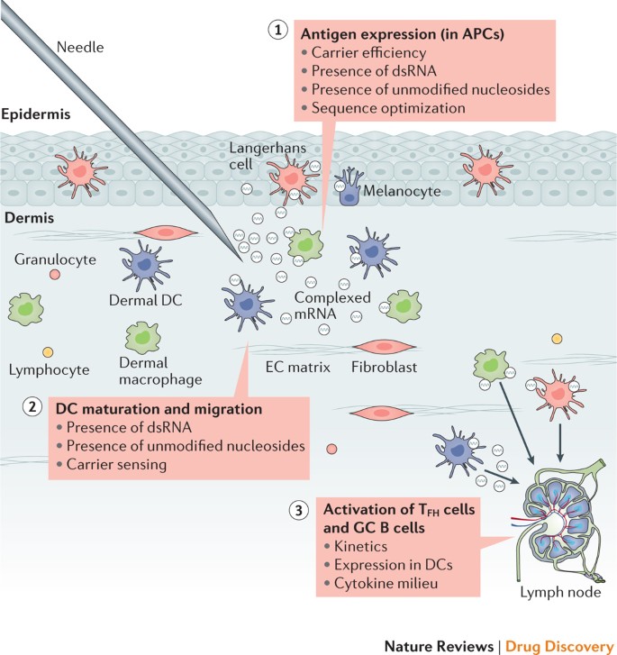 mRNA vaccines — a new era in vaccinology | Nature Reviews Drug Discovery