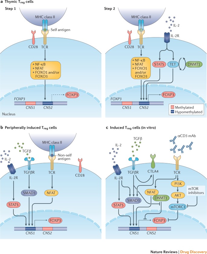 Regulatory T Cells In The Treatment Of Disease Nature Reviews Drug Discovery