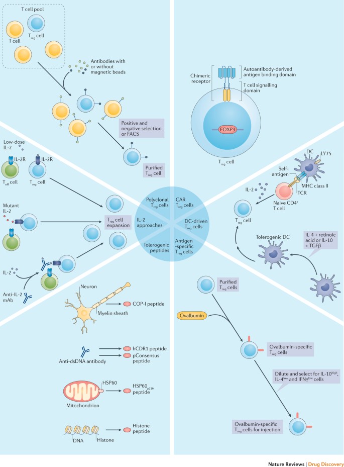 Regulatory T cells in the disease | Nature Reviews Drug