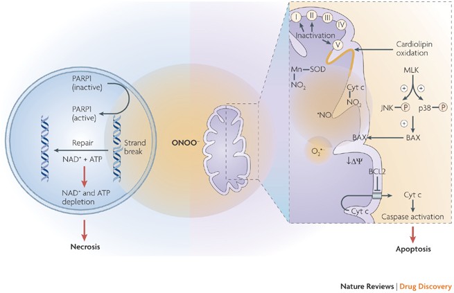 histone modification glutathione Glutathione accelerates the cell cycle and cellular reprogramming in plant  regeneration: Developmental Cell