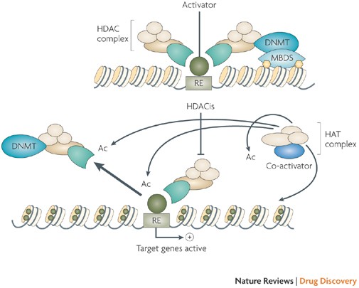 Rar And Rxr Modulation In Cancer And Metabolic Disease Nature Reviews Drug Discovery