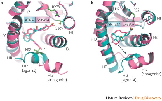 Design Of Selective Nuclear Receptor Modulators Rar And Rxr As A Case Study Nature Reviews Drug Discovery Design Of Selective Nuclear Receptor Modulators Rar And Rxr As A Case Study Nature Reviews Drug Discovery