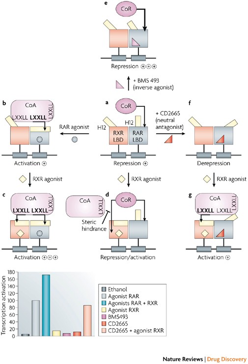 Design Of Selective Nuclear Receptor Modulators Rar And Rxr As A Case Study Nature Reviews Drug Discovery Design Of Selective Nuclear Receptor Modulators Rar And Rxr As A Case Study Nature Reviews Drug Discovery