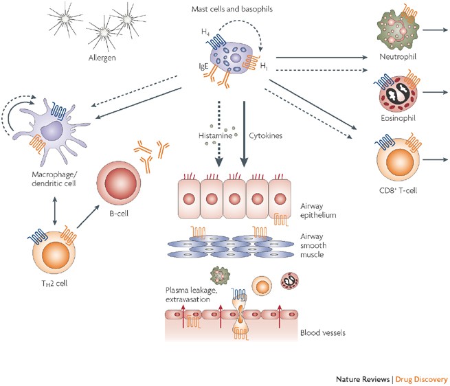 The Role Of Histamine H1 And H4 Receptors In Allergic Inflammation: The  Search For New Antihistamines | Nature Reviews Drug Discovery