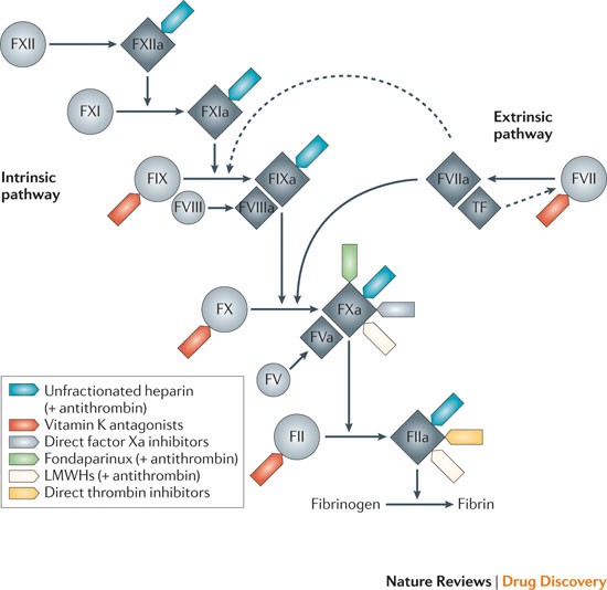 The Discovery And Development Of Rivaroxaban An Oral Direct Factor Xa Inhibitor Nature Reviews Drug Discovery