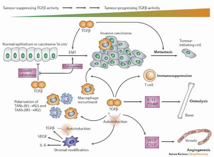 ghk-cu tgf- pathway Full article: Targeting the signaling for fibrosis therapy: a patent review (20152020) TGF- Signaling