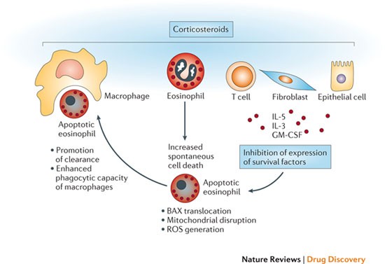 Targeting Eosinophils In Allergy Inflammation And Beyond Nature Reviews Drug Discovery