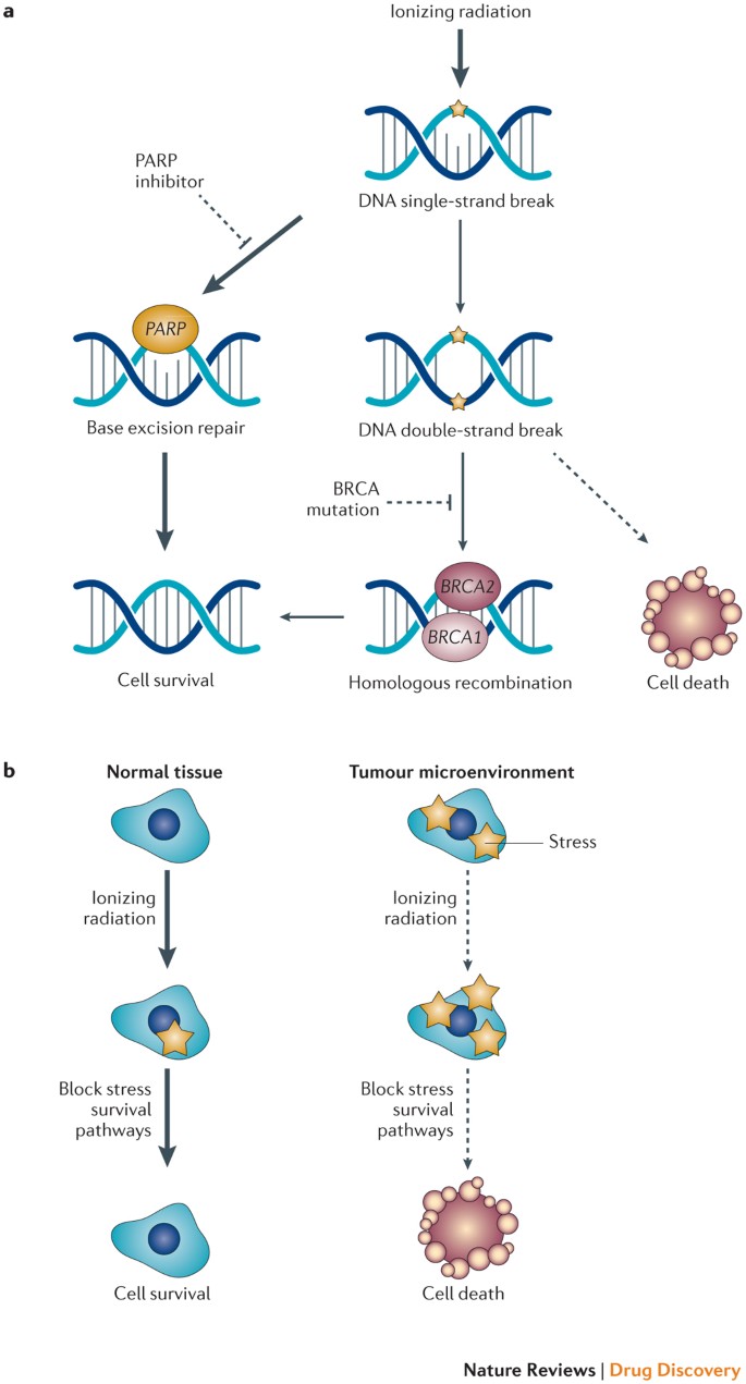 Strategies For Optimizing The Response Of Cancer And Normal Tissues To Radiation Nature Reviews Drug Discovery Strategies For Optimizing The Response Of Cancer And Normal Tissues To Radiation Nature Reviews Drug Discovery