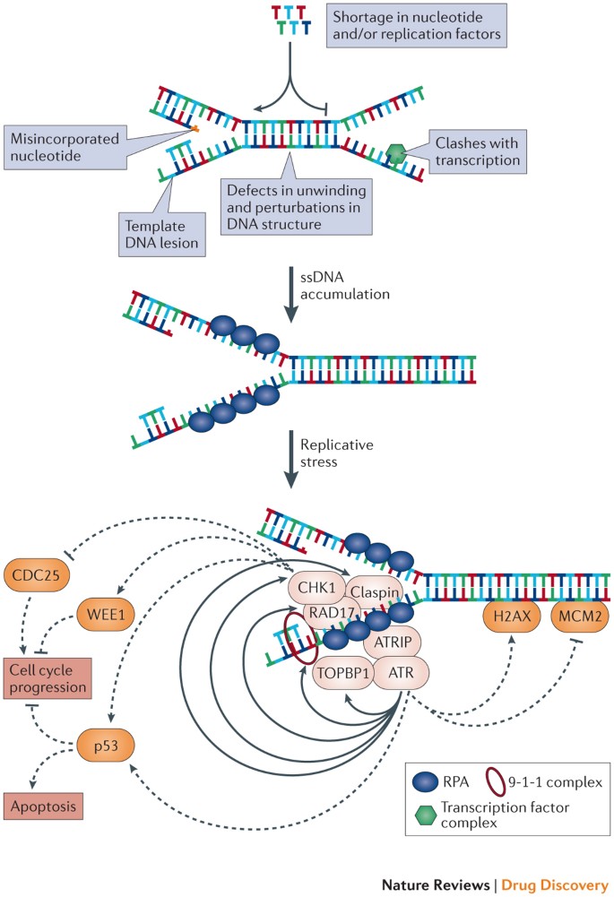 Exploiting Replicative Stress To Treat Cancer Nature Reviews Drug Discovery Exploiting Replicative Stress To Treat Cancer Nature Reviews Drug Discovery