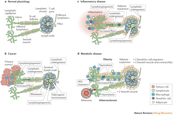 lymph biologics