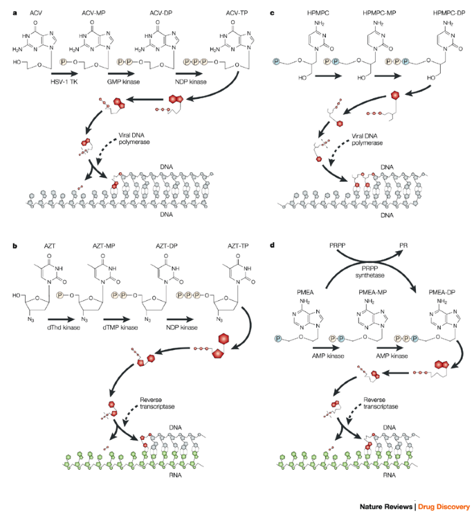 Strategies In The Design Of Antiviral Drugs Nature Reviews Drug Discovery