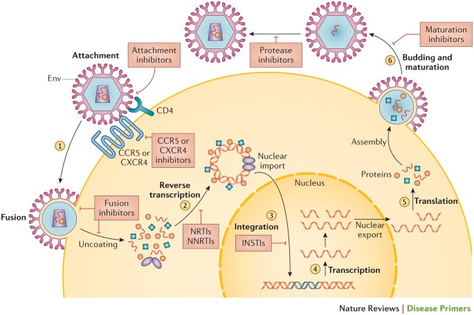 HIV infection | Nature Disease Primers