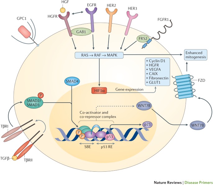 Pancreatic Cancer Nature Reviews Disease Primers