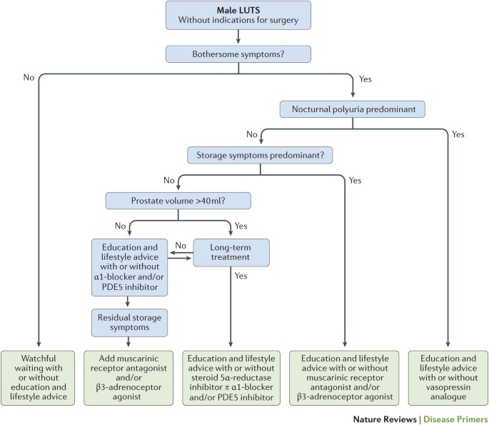 benign prostatic hyperplasia pathogenesis