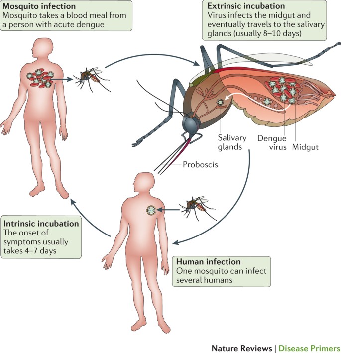 dengue virus research papers figure 2