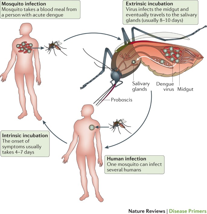 Rengør soveværelset Tog sød smag Dengue infection | Nature Reviews Disease Primers