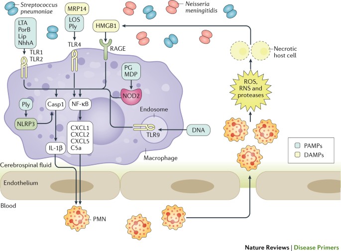 Community Acquired Bacterial Meningitis Nature Reviews Disease Primers Community Acquired Bacterial Meningitis Nature Reviews Disease Primers