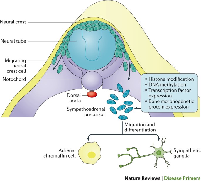 Molecular pathogenesis of peripheral neuroblastic tumors
