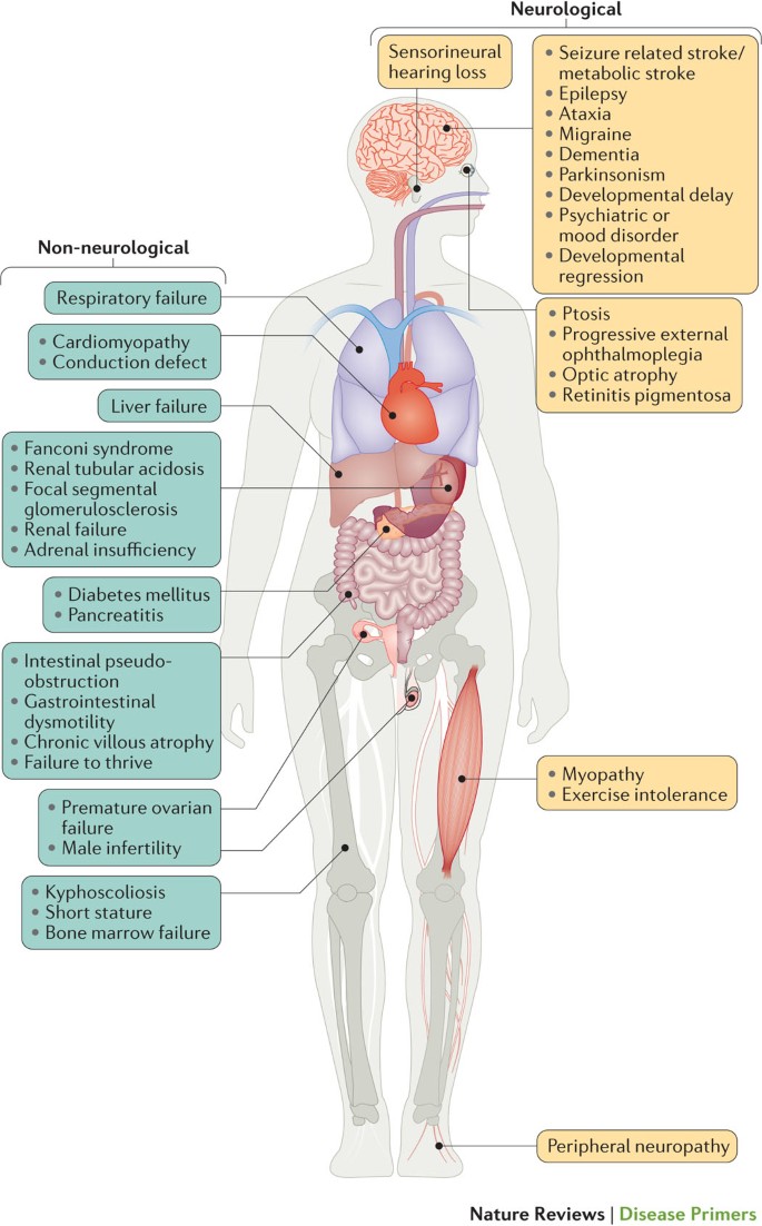 Mitochondrial Disease