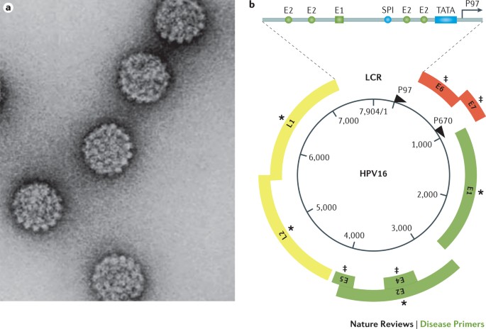 papillomavirus transmissible