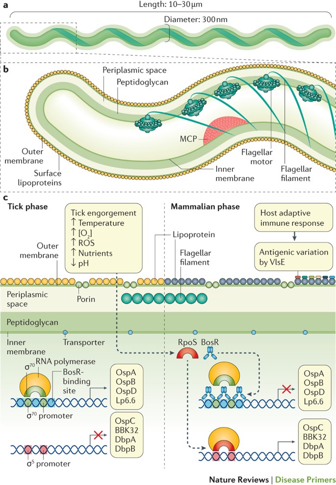 Lyme Borreliosis Nature Reviews Disease Primers