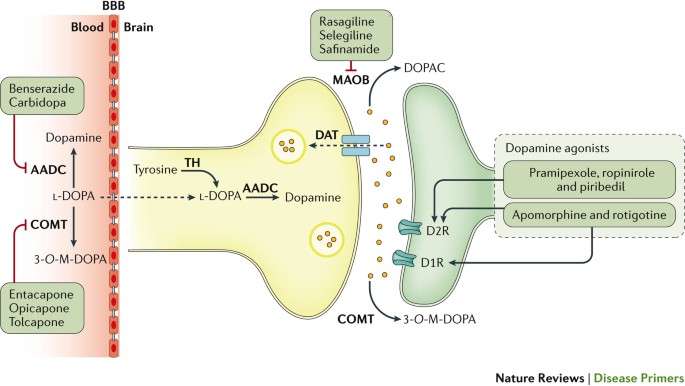 dihexa parkinson's Parkinson disease