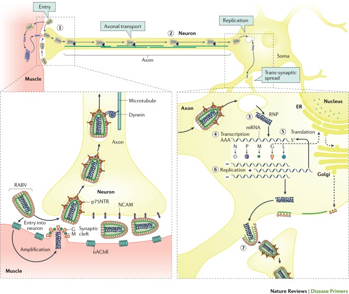 rabies virus replication