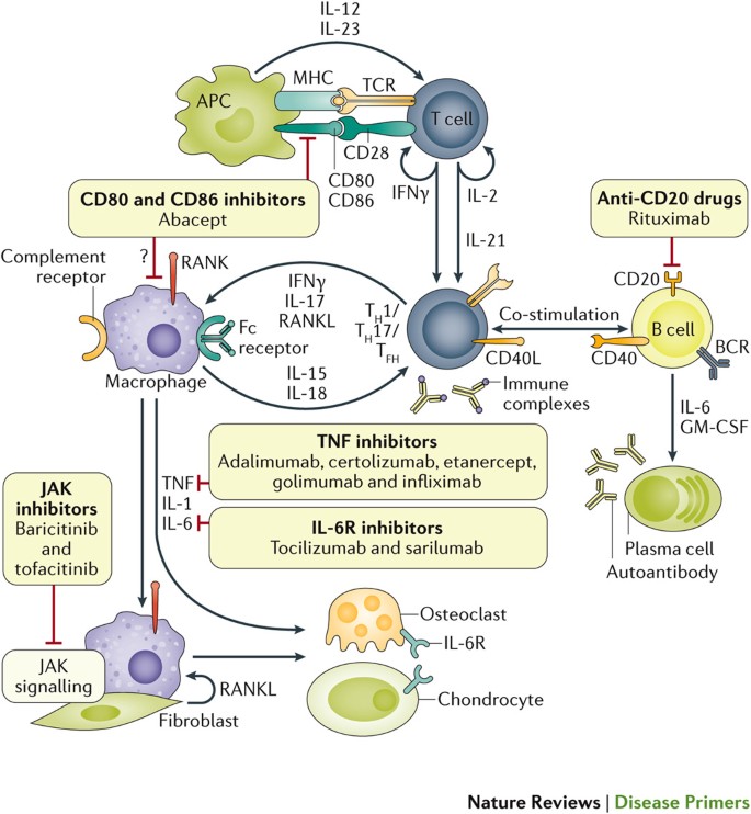 rheumatoid arthritis pathogenesis article