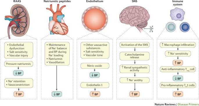 Hypertension Nature Reviews Disease Primers