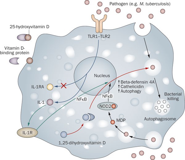 Antibacterial effects of vitamin D | Nature Reviews Endocrinology