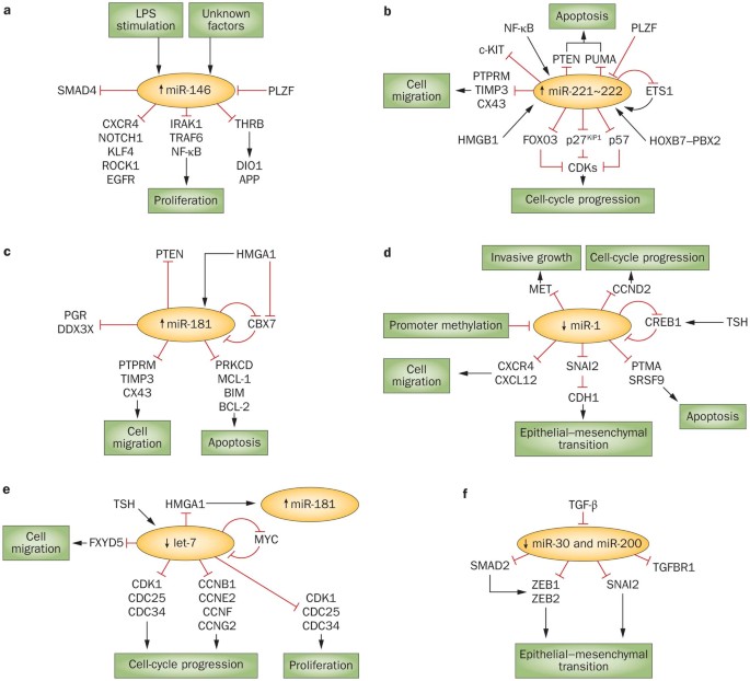 Deregulation of microRNA expression in thyroid neoplasias | Nature Reviews  Endocrinology
