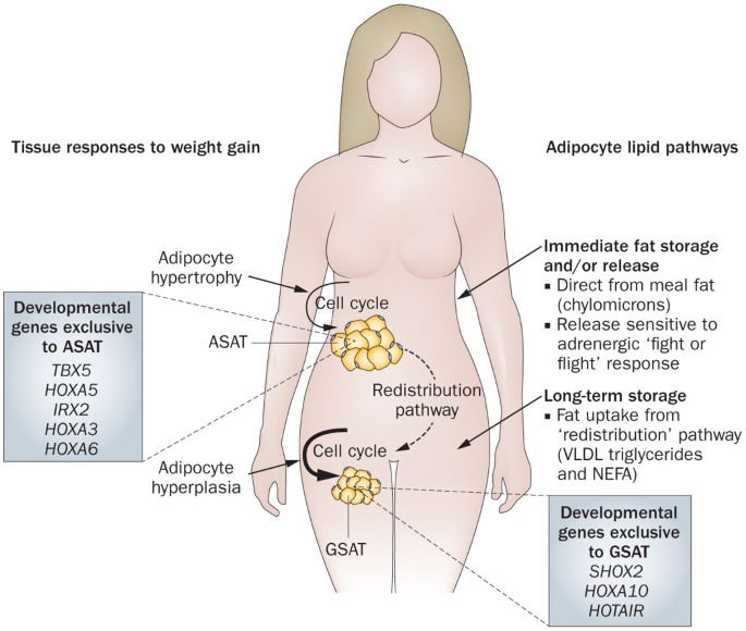 Biology Of Upper Body And Lower Body Adipose Tissue Link To Whole Body Phenotypes Nature Reviews Endocrinology