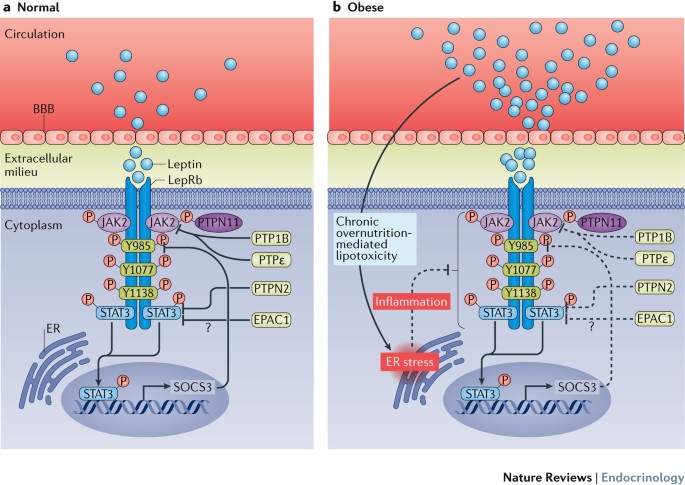 The cellular and molecular bases of leptin and ghrelin resistance in obesity