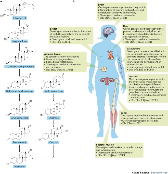 The Effects Of Oestrogens And Their Receptors On Cardiometabolic Health Nature Reviews Endocrinology