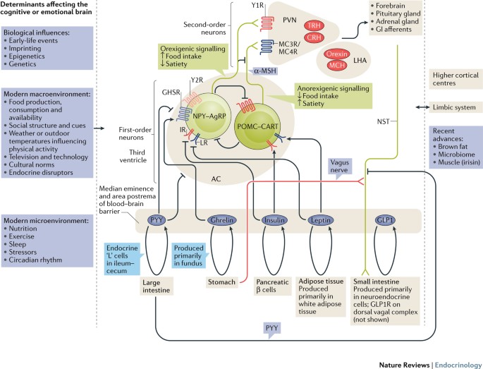 Current Pharmacotherapy For Obesity Nature Reviews Endocrinology