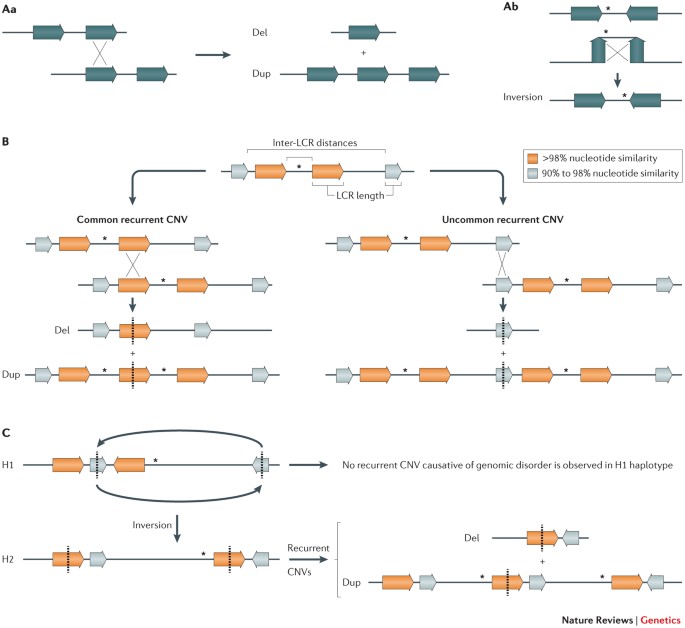 Mechanisms Underlying Structural Variant Formation In Genomic Disorders Nature Reviews Genetics