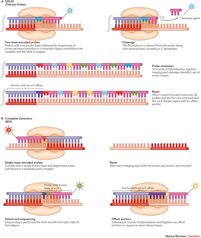 Coming of age: ten years of next-generation sequencing technologies |  Nature Reviews Genetics