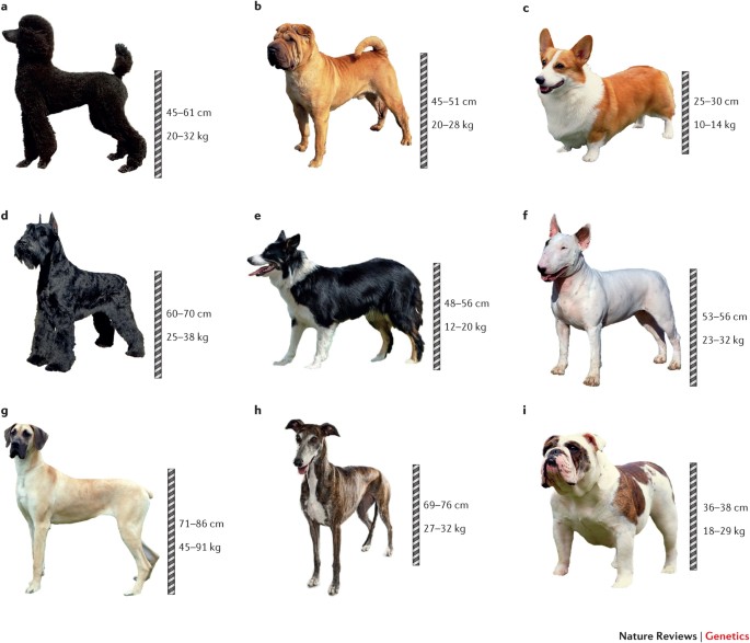 types of dogs 94