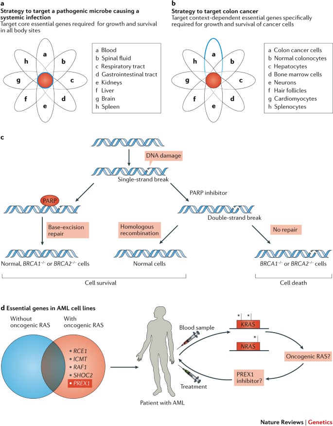 Emerging And Evolving Concepts In Gene Essentiality Nature Reviews Genetics Emerging And Evolving Concepts In Gene Essentiality Nature Reviews Genetics