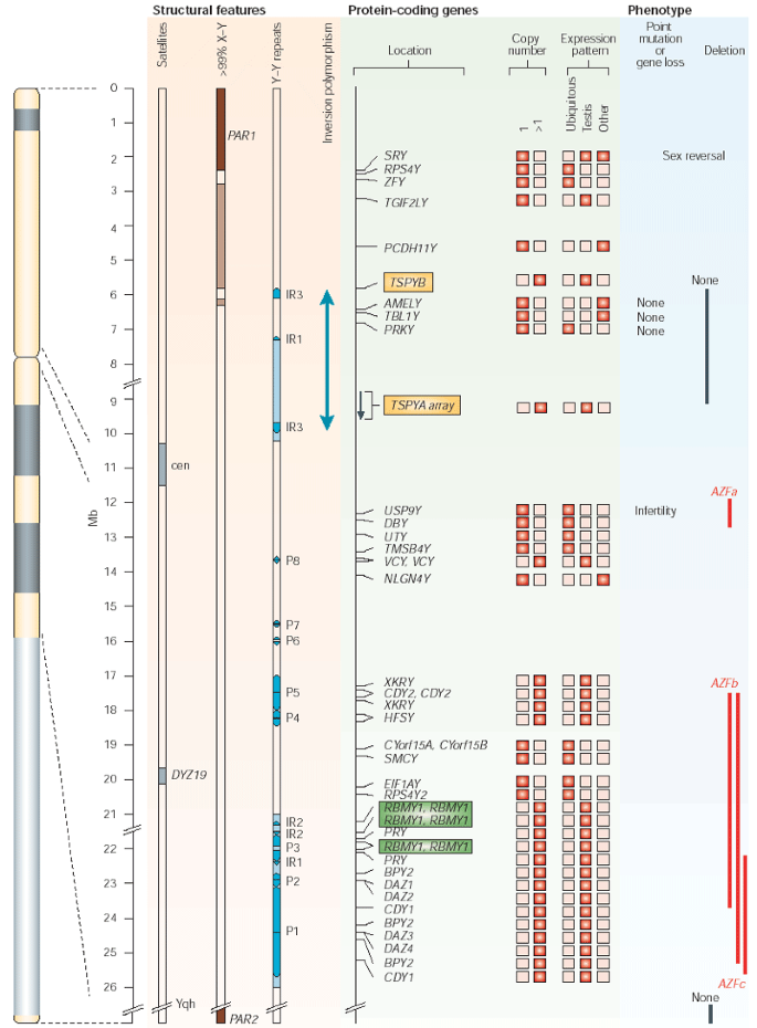 The Human Y Chromosome An Evolutionary Marker Comes Of Age Nature Reviews Genetics The Human Y Chromosome An Evolutionary Marker Comes Of Age Nature Reviews Genetics