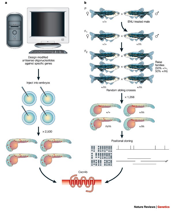 PDF) A light- and electron microscopic study of primordial germ cells in  the zebra fish (Danio rerio)