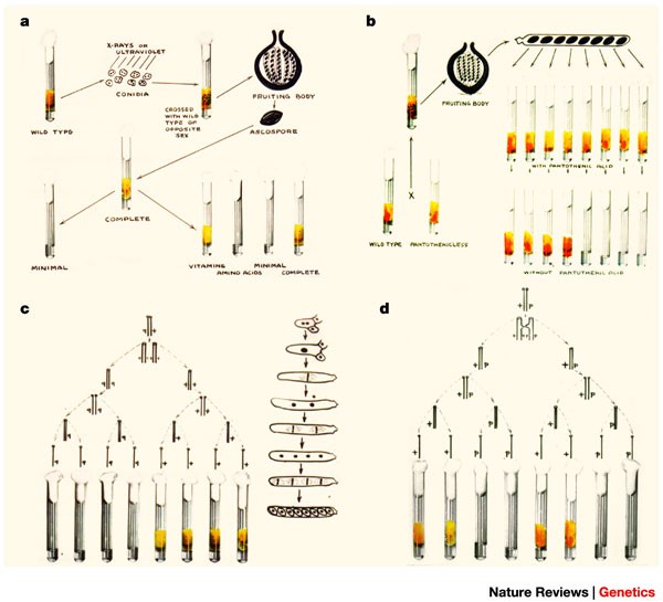 George Beadle: from genes to proteins | Nature Reviews Genetics
