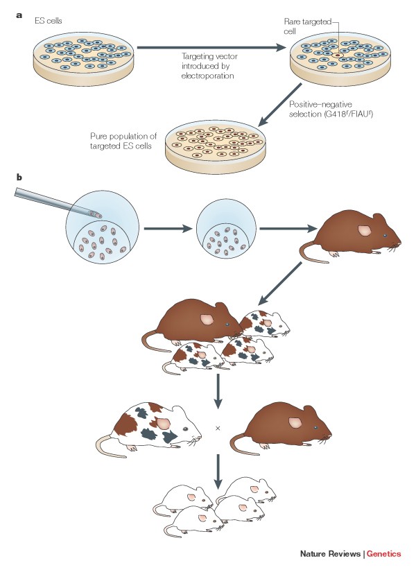 Gene targeting in mice: functional analysis of the mammalian genome for the twenty-first century | Nature Reviews Genetics