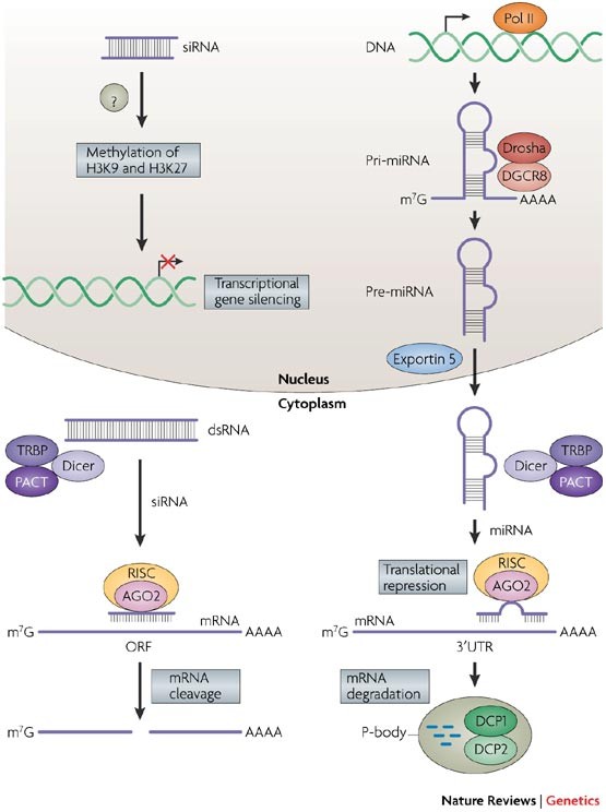 Strategies For Silencing Human Disease Using Rna Interference | Nature  Reviews Genetics Strategies For Silencing Human Disease Using Rna Interference | Nature  Reviews Genetics